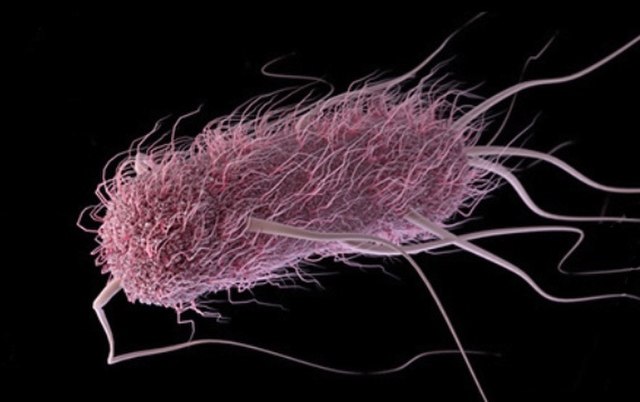 Single E. coli organism colored purple